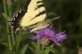 Tiger swallowtail butterfly on a lavender bergamot flower.