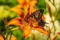 Swallowtail butterfly on an lily Royalty Free Stock Photo