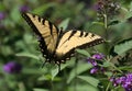 Tiger Swallowtail Butterfly (papilio glaucas)