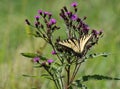 Tiger Swallowtail Butterfly (papilio glaucas) Royalty Free Stock Photo