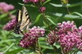 Tiger Swallowtail Butterfly Papilio glaucus