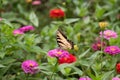 Tiger Swallowtail Butterfly on Pink Zinnia in Flower Garden Royalty Free Stock Photo