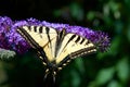 Tiger Swallowtail butterfly on purple lilac flowers Royalty Free Stock Photo