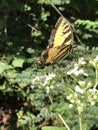 Tiger Swallowtail Butterfly on White Virginia Crownbeard Wildflower - Verbesina virginica Royalty Free Stock Photo