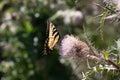 Tiger Swallowtail Butterfly On A Wild Thistle Flower.