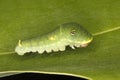 Tiger Swallowtail Caterpillar