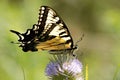 Tiger Swallowtail with Curled Proboscis Royalty Free Stock Photo