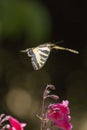 Tiger Swallowtail Butterfly Flying Royalty Free Stock Photo