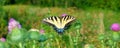 Tiger Swallowtail in Illinois Royalty Free Stock Photo