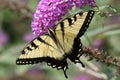 Tiger Swallowtail (papilio glaucas) Royalty Free Stock Photo