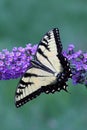 Tiger Swallowtail (papilio glaucas) Butterfly Royalty Free Stock Photo