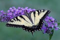 Tiger Swallowtail (papilio glaucas) Butterfly Royalty Free Stock Photo