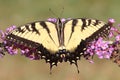 Tiger Swallowtail (papilio glaucas) Butterfly Royalty Free Stock Photo