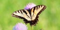 Tiger Swallowtail (Papilio glaucus)