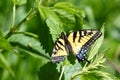 Tiger Swallowtail Papilio glaucus Royalty Free Stock Photo