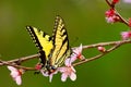 Tiger swallowtail on peach blossom Royalty Free Stock Photo