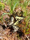 Tiger Swallowtails Papilio glaucus