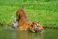 Tiger Swimming Royalty Free Stock Photo