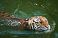 Tiger swimming in pond Royalty Free Stock Photo