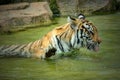 Tiger swimming in the pond Royalty Free Stock Photo