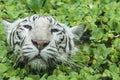 tiger swimming in pond Royalty Free Stock Photo