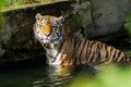 Tiger swimming in a river Royalty Free Stock Photo