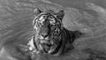 Tiger- swimming in selective color Royalty Free Stock Photo
