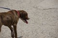 Tiger tabby dark and light brown fur dog