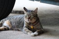 1 tiger tabby lying on cement floor, close-up picture, cuteness of pet cat Royalty Free Stock Photo