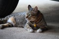 1 tiger tabby lying on cement floor, close-up picture, cuteness of pet cat Royalty Free Stock Photo