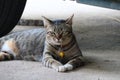 1 tiger tabby lying on cement floor, close-up picture, cuteness of pet cat