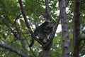 Tiger tabby standing on a tree outdoors nature morning