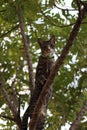 Tiger tabby standing on a tree outdoors nature morning