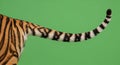 Tiger Tail with Distinctive Stripes on Green Screen Detailed Pattern Animalistic Wildlife Motion Capture Element Royalty Free Stock Photo