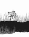 Tiger in the tall grass