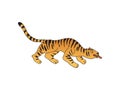 Tiger tattoo on white background. Vector flat illustration.