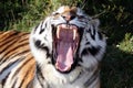 Tiger Teeth Royalty Free Stock Photo