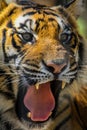 Tiger Teeth Royalty Free Stock Photo