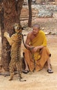 Tiger Temple in Kanchanaburi Royalty Free Stock Photo
