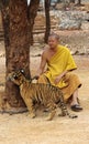 Tiger Temple in Kanchanaburi Royalty Free Stock Photo