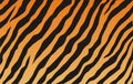 Tiger texture Royalty Free Stock Photo