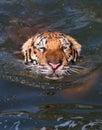 Tiger, Thailand Royalty Free Stock Photo