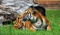 Tigress resting on green grassy field at zoo Royalty Free Stock Photo