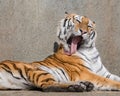 Tiger tongue Royalty Free Stock Photo