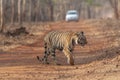 Tiger and a tourist car at Tadoba Tiger reserve Maharashtra,India