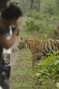 Tiger and tourist at tadoba andhari tiger reserve Royalty Free Stock Photo