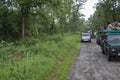 Tiger and tourist vehicals at Tadoba Tiger reserve Maharashtra,India