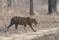 Tiger and tourist vehicals at Tadoba Tiger reserve Maharashtra,India
