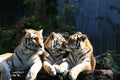 Tiger trio Royalty Free Stock Photo