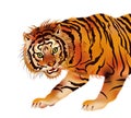 Tiger - vector Royalty Free Stock Photo